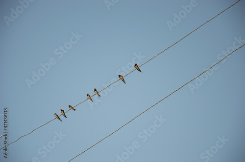 Low Angle View Of Birds Perching On Cable