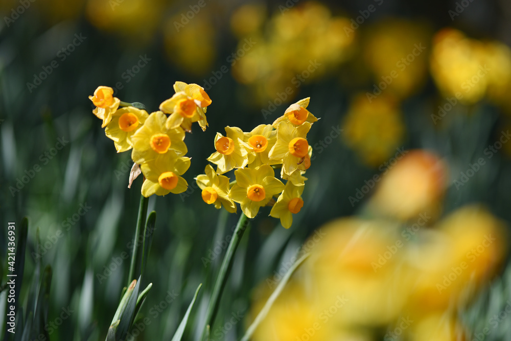 Obraz premium 水仙の花