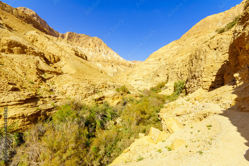 Landscape along the Arugot stream, in Ein Gedi Nature Reserve