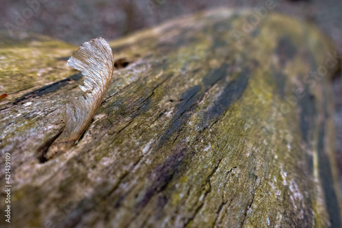 maple seed in a old tree trunk