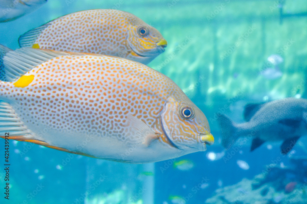 Naklejka premium Tropical fish swimming in Mediterranean sea water