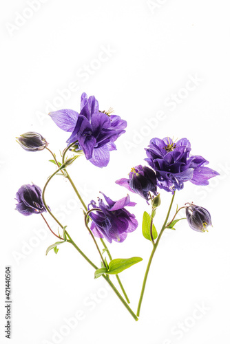 aquilegia flowers on the white background