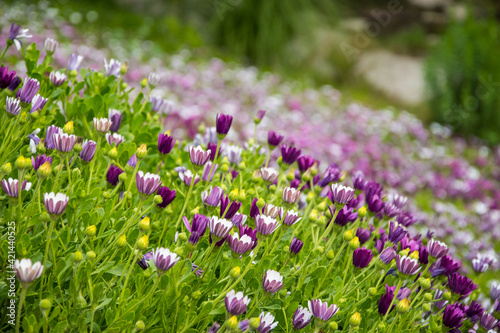 Purple flowers and green grass