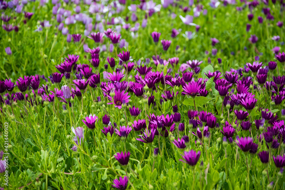 Purple flowers and green grass
