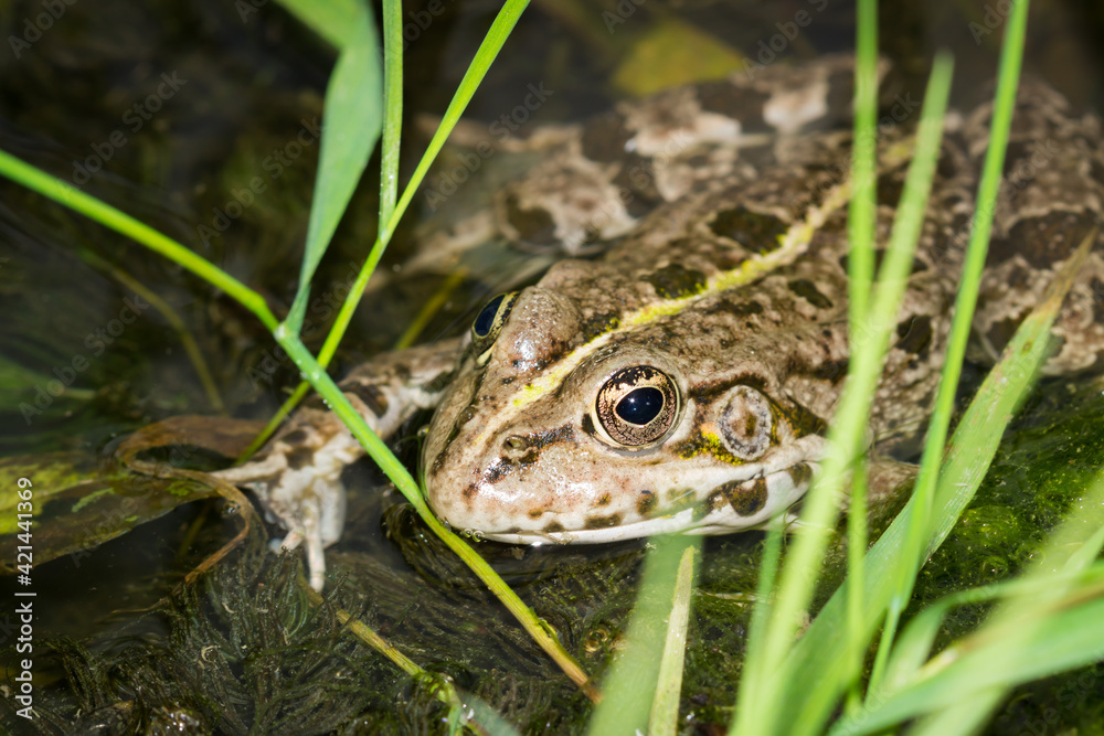 The marsh frog (lat. Pelophylax ridibundus), of the family Ranidae. The marsh frog (lat. Pelophylax ridibundus), of the family Ranidae.
