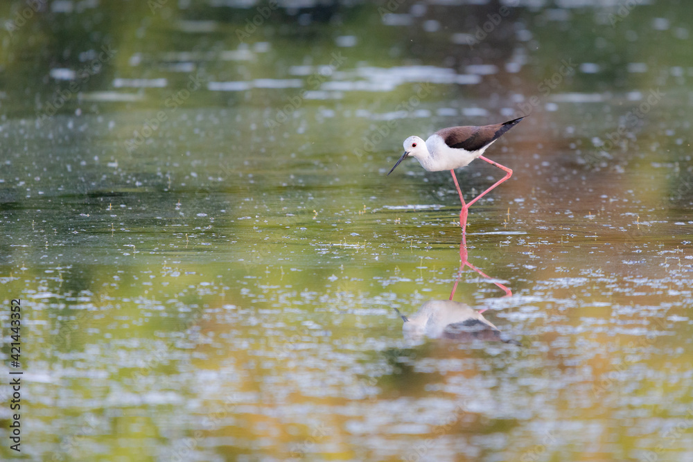 Obraz premium Black-winged Stilt feeding at eye level in natural pond