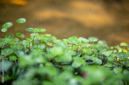 Hydrocotyle umbellata field and blurred background. photo