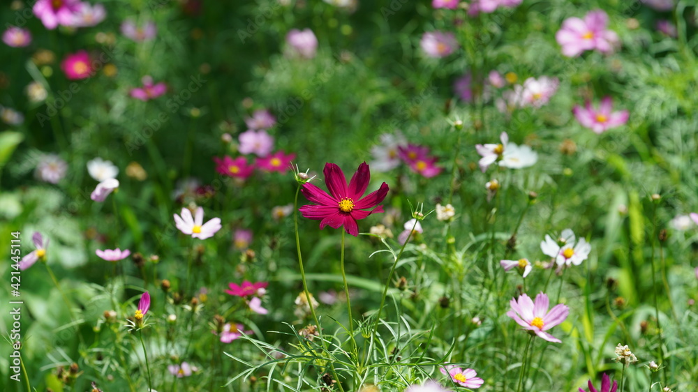 The beautiful flowers blooming in the garden with the warm sunlight