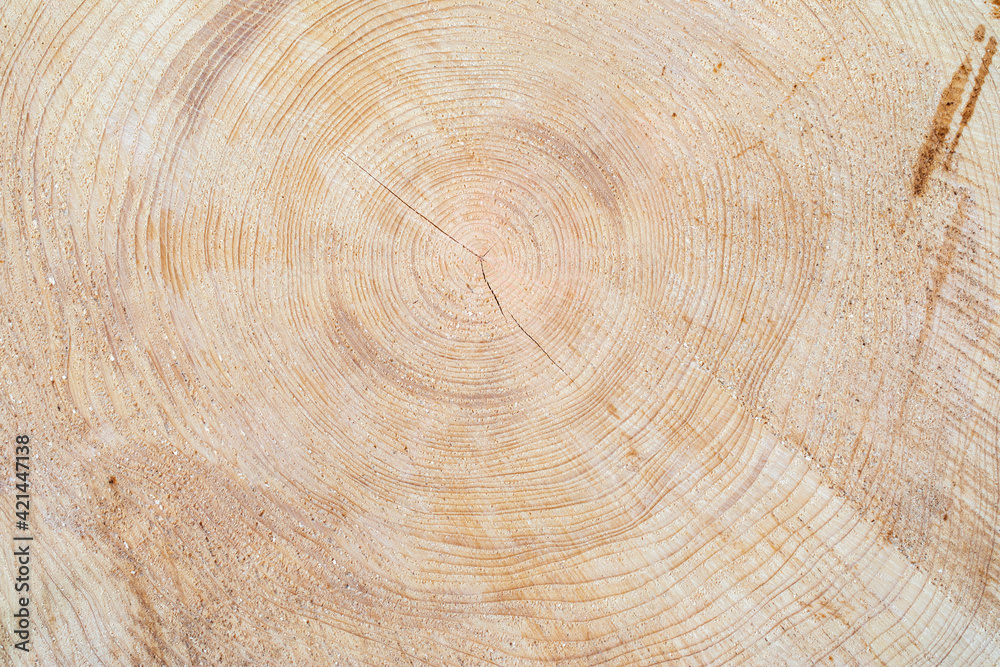 Fototapeta premium Wood annual ring