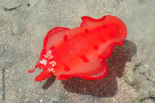 Juvenile Spanish Dancer (Hexabranchus sanguineus) as sea snail photo