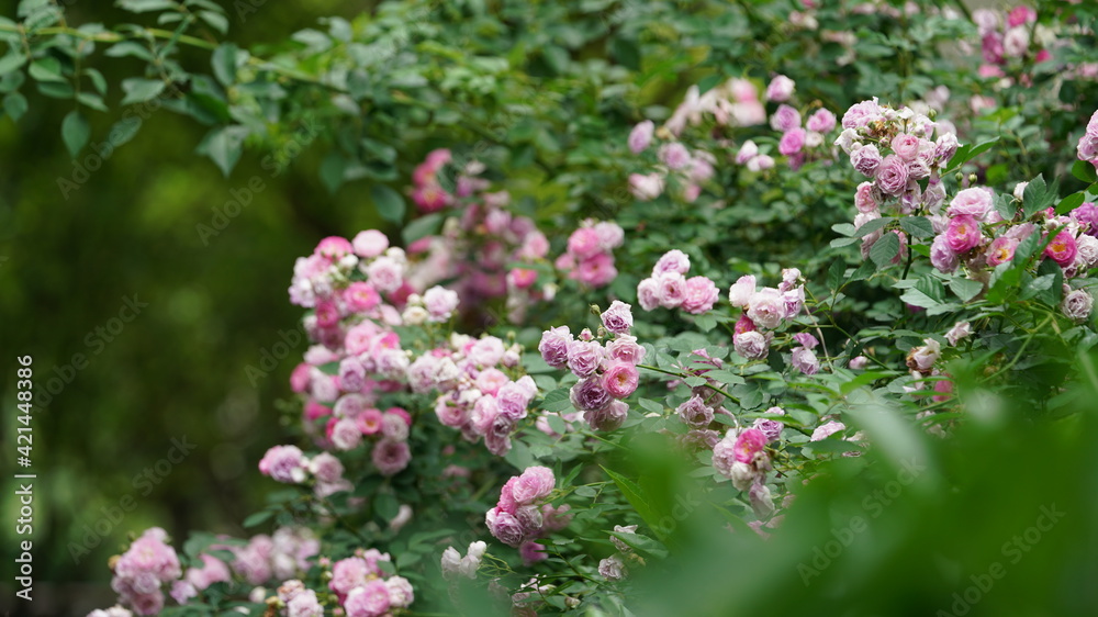 The beautiful flowers blooming in the garden with the warm sunlight