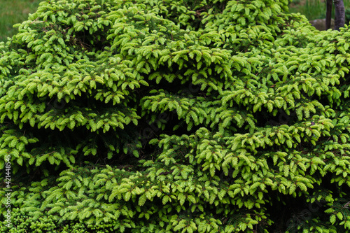 Young green shoots were eaten in early spring.