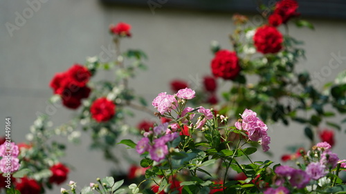 The beautiful flowers blooming in the garden with the warm sunlight