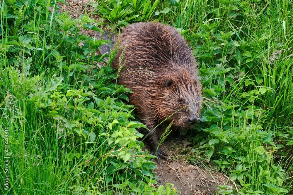 Adult eurasian beaver in the grass. Looking for food by the river. Front view, close up. Genus species Castor fiber. Adult eurasian beaver in the grass. Looking for food by the river. Front view, close up. Genus species Castor fiber.