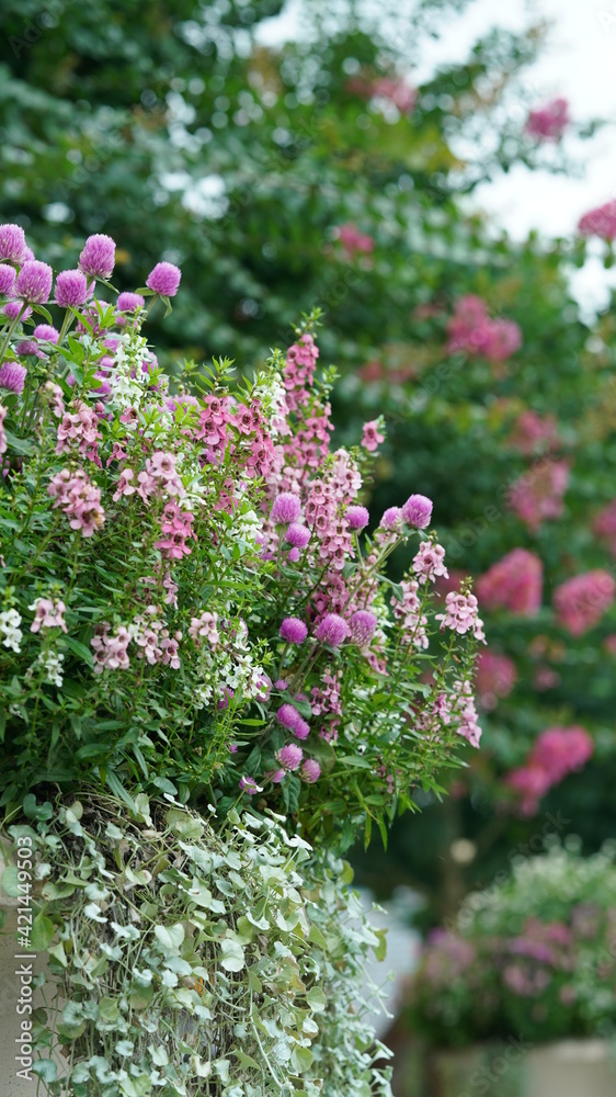 The beautiful flowers blooming in the garden with the warm sunlight The beautiful flowers blooming in the garden with the warm sunlight
