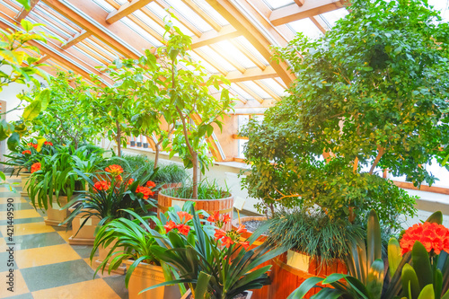 Greenhouse with citrus trees and bushes of clivia lilies orange flowers, spring. photo