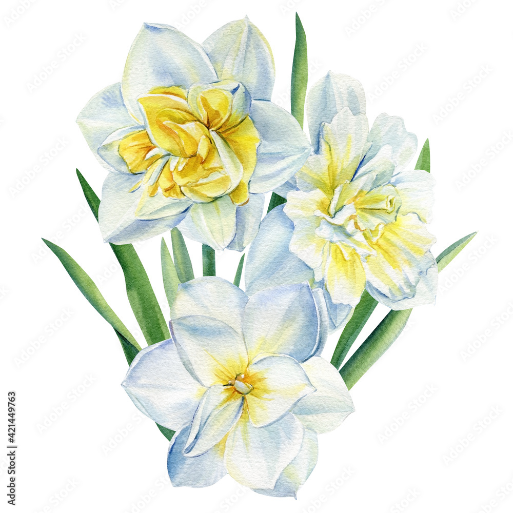 Fototapeta premium Watercolor flowers daffodils on isolated on white background, spring bouquet