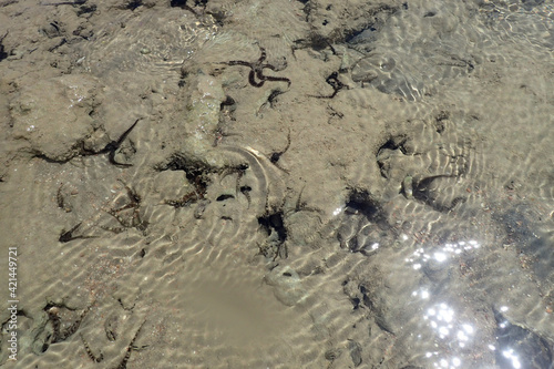 black sea stars on the beach