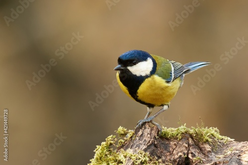 Great Tit male sitting on wood in the forest. Looking for food. Blurred light background. Side view, close up. Genus species Parus major. 