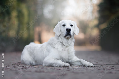Young Cream Golden Retriever portrait of dog