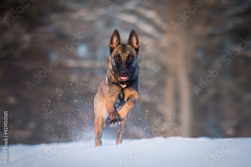 Quadro em tela Active Belgian Shepherd Malinois running outdoors in the snow