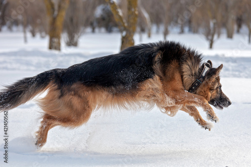 german shepherd dog © Dmitry