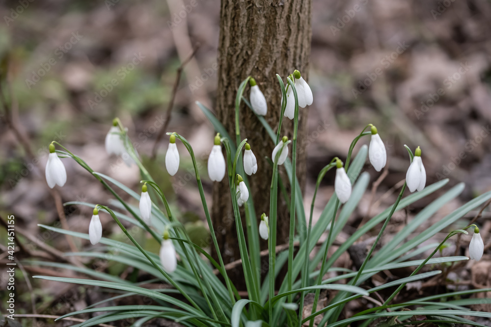 Snowdrops blooming in spring, Galanthus nivalis, Austria Snowdrops blooming in spring, Galanthus nivalis, Austria