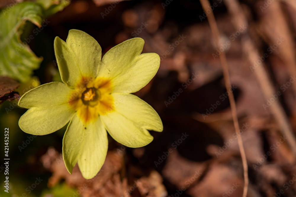 Primrose in the forest, macro shoot Primrose in the forest, macro shoot