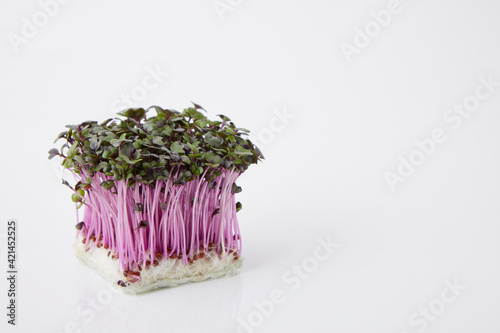 レッドキャベツスプラウトred Cabbage