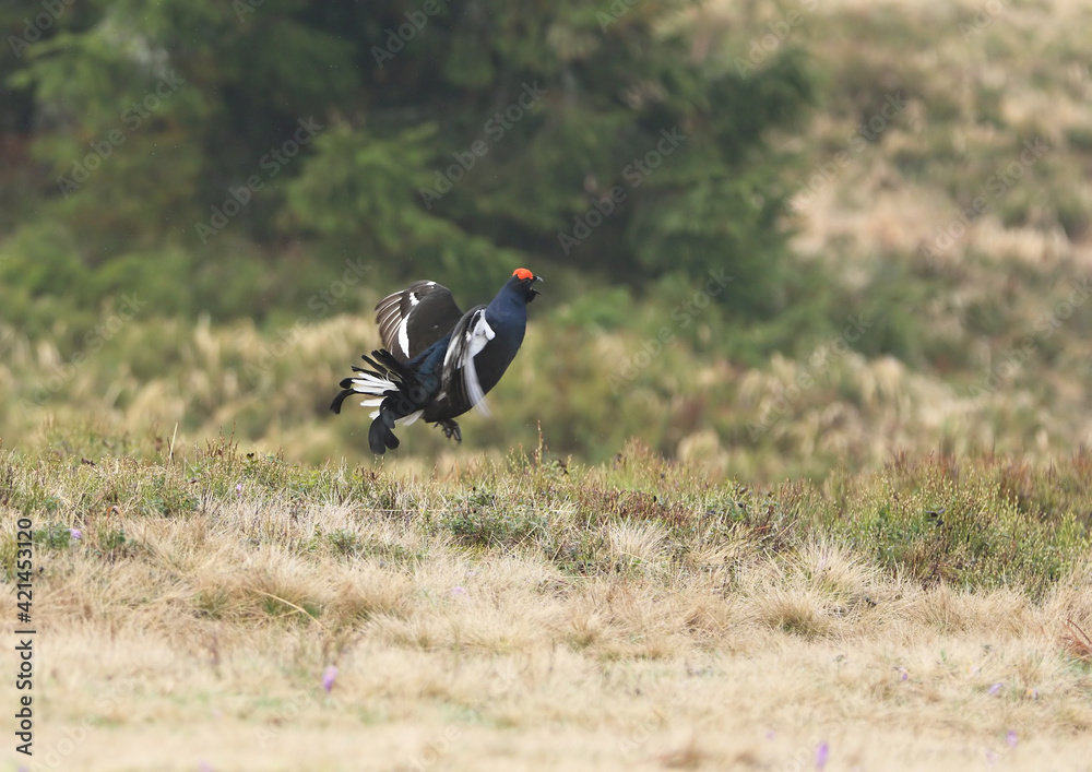 Beautiful black grouse on mountain meadow in mating season ( Tetrao tetrix ) Beautiful black grouse on mountain meadow in mating season ( Tetrao tetrix )