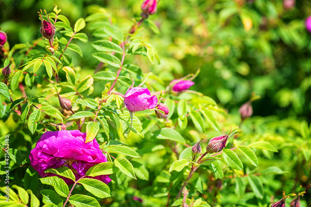 Flowering tea roses or hybrid tea shrub with pink flowers and buds growing in the sunny garden at summer time, natural outdoor floral background Flowering tea roses or hybrid tea shrub with pink flowers and buds growing in the sunny garden at summer time, natural outdoor floral background