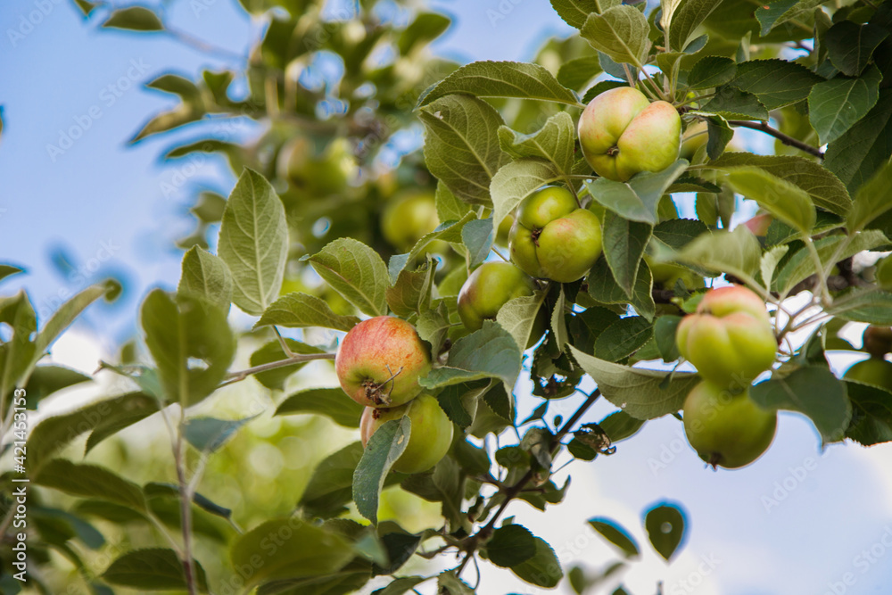 harvest: green apples on a tree in the garden. the products are ready for export. import of seasonal goods. harvest: green apples on a tree in the garden. the products are ready for export. import of seasonal goods.