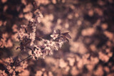 Flowering decorative Japanese cherry branch with tender light pink flowers in spring garden, natural seasonal floral background with beautiful bokeh