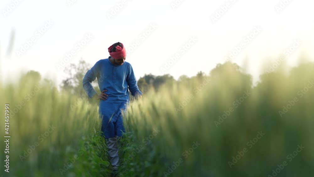 Young indian farmer at green wheat field Young indian farmer at green wheat field