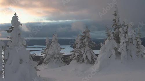 Snowy morning at top of mountain. Winter forest on background of floating clouds and pink dawn. Slope covered with snowdrifts, coniferous branches of frozen with frost. On horizon ribbon of river