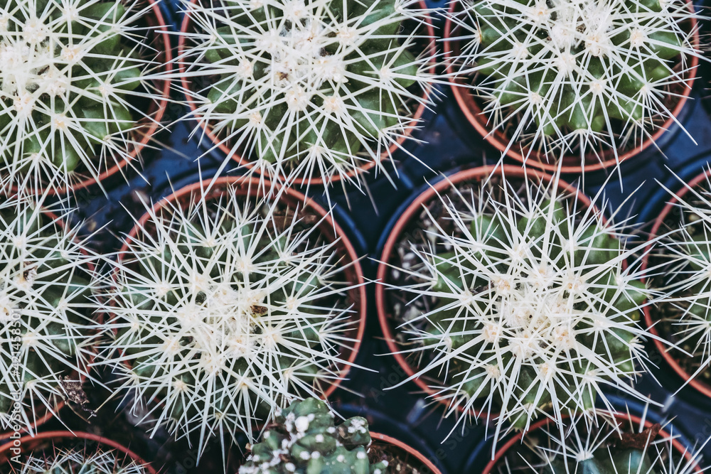 Cactus plante d'intérieur décorative - Close up d'un cactus avec des épines Cactus plante d'intérieur décorative - Close up d'un cactus avec des épines
