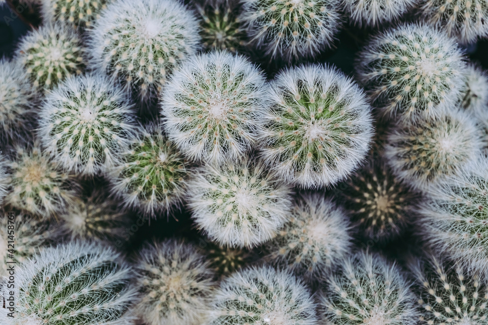 Cactus plante d'intérieur décorative - Close up d'un cactus avec des épines Cactus plante d'intérieur décorative - Close up d'un cactus avec des épines