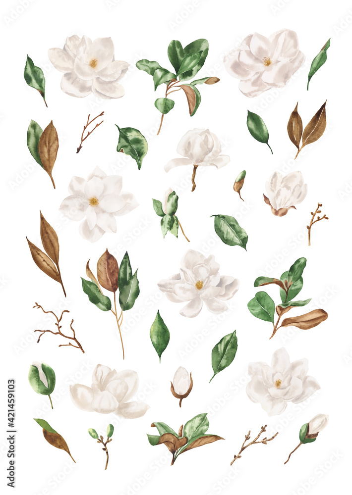 Fototapeta Watercolor floral illustration set - White magnolia. Hand drawn watercolor combination of flowers magnolia and green leaves. Perfect for creating cards, invitations, wedding design.