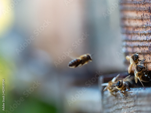 Vol d'abeille à la sortie de la ruche, pollen © romain