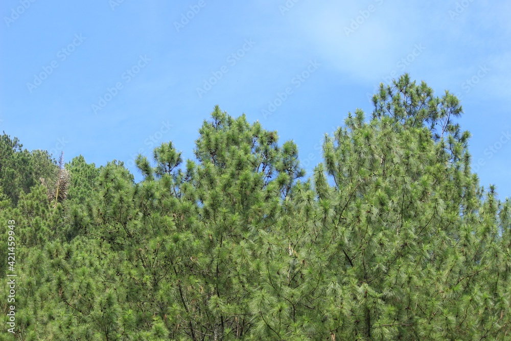 clear blue sky and pine forest leaves, a beautiful natural scenery. clear blue sky and pine forest leaves, a beautiful natural scenery.