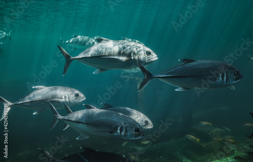 Live Jacks or Trevallies fish swimming. © NPD stock