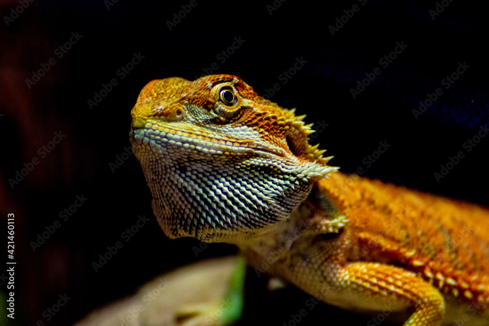 Obraz premium lizard on a branch