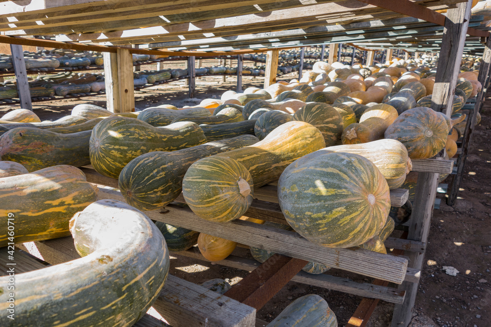 pumpkins drying on wooden shelves in the sun