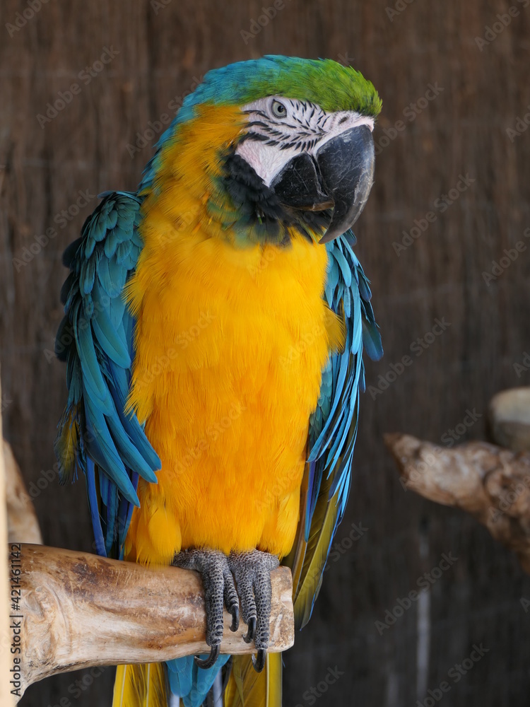 Fototapeta premium Ara