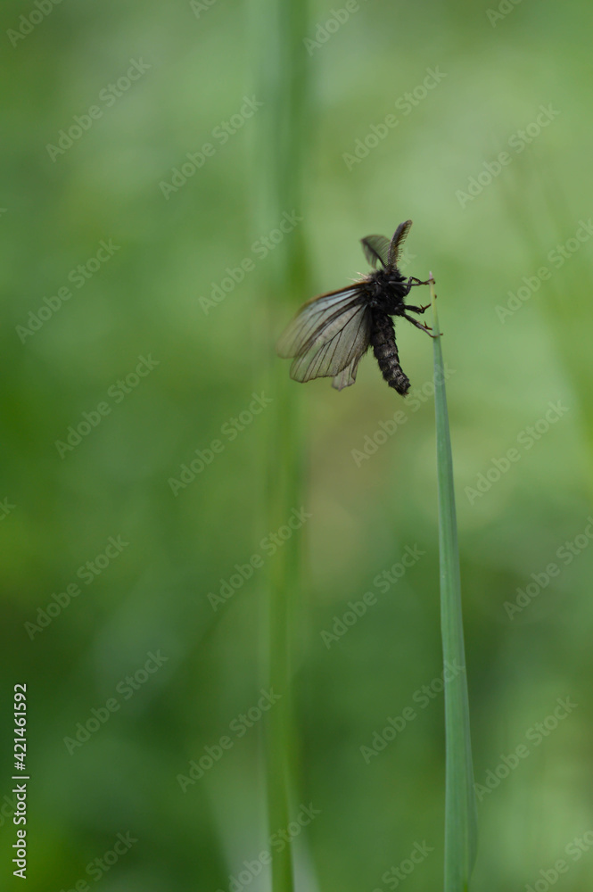 Fototapeta premium Small moth insect in the grass
