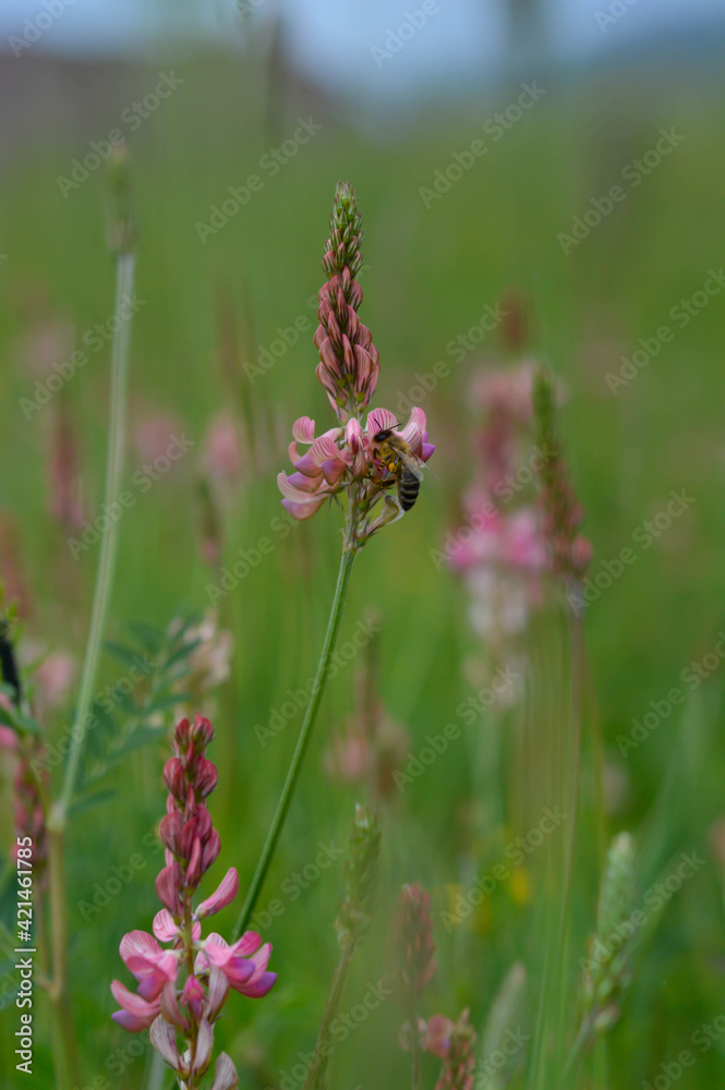 Bee on a pink wildflower in nature pollinatung Bee on a pink wildflower in nature pollinatung