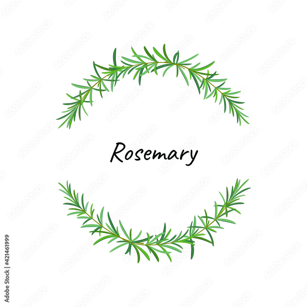 Rosemary wreath. Vector naturalistic illustration. Illustration for greeting card, packaging.