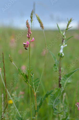 Bee on a pink wildflower in nature pollinatung