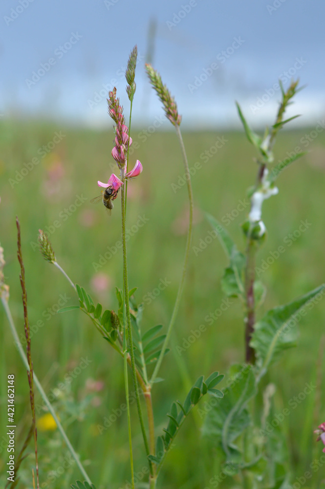 Bee on a pink wildflower in nature pollinatung