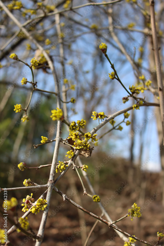 Cornelian cherry dogwood yellow flowers and blossoms on branch on selective focus. Cornus mas. Early springtime flowers Cornelian cherry dogwood yellow flowers and blossoms on branch on selective focus. Cornus mas. Early springtime flowers